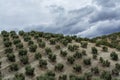 Olive trees growing on huge olive trees plantation on hills in Andalusia, Cordoba, Jaen, Malaga, Spain Royalty Free Stock Photo