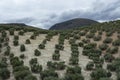 Olive trees growing on huge olive trees plantation on hills in Andalusia, Cordoba, Jaen, Malaga, Spain Royalty Free Stock Photo