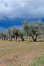 Olive trees growing in line under dramatic cloudscape. Conceptual for agricultural crisis