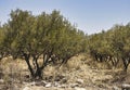Olive trees growing on a rocky soil during summer season Royalty Free Stock Photo