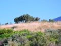Olive Trees Growing on Rural Ridge, Greece