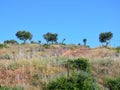 Olive Trees Growing on Rural Ridge, Greece