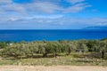 Olive trees growing by a sea shore