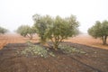 Olive trees harvest in winter in Spain Royalty Free Stock Photo