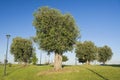 Olive Trees Hill. Royalty Free Stock Photo