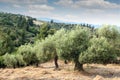 Olive trees hill Royalty Free Stock Photo