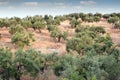 Olive trees hill landscape Royalty Free Stock Photo