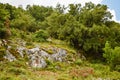 Olive trees hill. Olive tree in Greece. Royalty Free Stock Photo