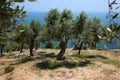 Olive trees hill Royalty Free Stock Photo