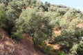 Olive trees hill. plantation of olive trees. Royalty Free Stock Photo