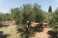 Olive trees hill Zakynthos Greece Royalty Free Stock Photo