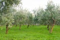 Olive trees Royalty Free Stock Photo