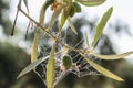 Olive trees infected by the dreaded bacteria called Xylella fastidiosa, is known in Europe as the ebola of the olive tree Royalty Free Stock Photo