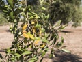 Olive trees infected by the dreaded bacteria called Xylella fastidiosa, is known in Europe as the ebola of the olive tree Royalty Free Stock Photo