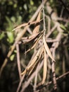 Olive trees infected by the dreaded bacteria called Xylella fastidiosa, is known in Europe as the ebola of the olive tree Royalty Free Stock Photo
