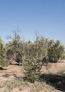 Olive trees infected by the dreaded bacteria called Xylella fastidiosa, is known in Europe as the ebola of the olive tree