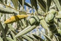 Olive trees infected by the dreaded bacteria called Xylella fastidiosa, is known in Europe as the ebola of the olive tree
