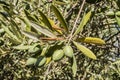 Olive trees infected by the dreaded bacteria called Xylella fastidiosa, is known in Europe as the ebola of the olive tree