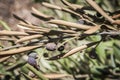 Olive trees infected by the dreaded bacteria called Xylella fastidiosa, is known in Europe as the ebola of the olive tree Royalty Free Stock Photo