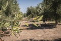 Olive trees infected by the dreaded bacteria called Xylella fastidiosa, is known in Europe as the ebola of the olive tree