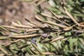 Olive trees infected by the dreaded bacteria called Xylella fastidiosa, is known in Europe as the ebola of the olive tree