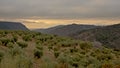 Olive trees on the flanks of Sierra Nevada mountains