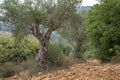 Olive Trees in the Judea Mountains, Israel Royalty Free Stock Photo