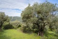 Olive Trees in the Judea Mountains, Israel Royalty Free Stock Photo