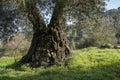 Olive Trees in the Judea Mountains, Israel Royalty Free Stock Photo