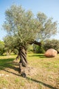 Olive trees and large earthen jar. Royalty Free Stock Photo