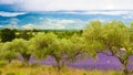 Olive trees and lavender fields, Provence in France Royalty Free Stock Photo