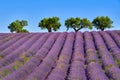 Olive trees and lavender fields in Summer on Valensole Plateau. Alpes-de-Haute-Provence, France Royalty Free Stock Photo