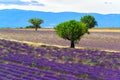 Olive trees and lavender fields at Valensole, Provance, France Royalty Free Stock Photo