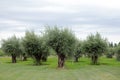 Olive Trees, Lujan de Cuyo, Mendoza