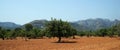 Olive trees and mountains Mallorca Spain Royalty Free Stock Photo