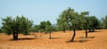 Olive trees and mountains Mallorca Spain Royalty Free Stock Photo