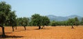 Olive trees and mountains Mallorca Royalty Free Stock Photo