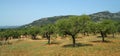 Olive trees and mountains Mallorca Spain Royalty Free Stock Photo