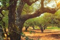 Olive trees Olea europaea in Crete, Greece for olive oil production Royalty Free Stock Photo