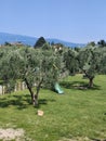 Olive trees Royalty Free Stock Photo