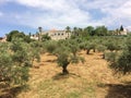 Olive trees orchard with fancy house surrounded with palm trees in background Royalty Free Stock Photo