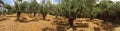 Olive trees orchard with fancy house surrounded with palm trees in background