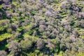 Olive trees orchard, fresh bright green lawn background, aerial view Royalty Free Stock Photo