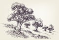 Olive trees orchard