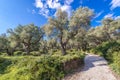 Olive trees orchard near Bar, Montenegro Royalty Free Stock Photo