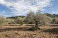 Olive trees orchard in Southern Spain Royalty Free Stock Photo