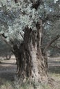 Olive trees over 500 years old and still yielding Royalty Free Stock Photo