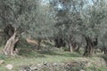 Olive trees over 500 years old and still yielding Royalty Free Stock Photo