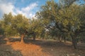 Olive trees in plantation. Royalty Free Stock Photo