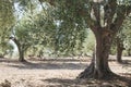 Olive trees in plantation Royalty Free Stock Photo